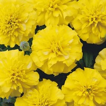 Bonanza Yellow Marigold Seeds Gardening Easy Grow USA SHIPPING - £6.84 GBP