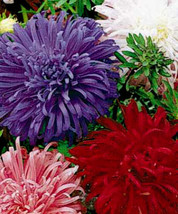 SGHOST Aster Seeds Giants Of California Bulk Seeds Aster Mixed Asters 250Ct USA  - £8.59 GBP