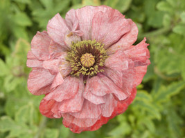 1000 Mixed Colors Double Shirley Poppy Papaver Rhoeas Flower Seeds From US - $8.35