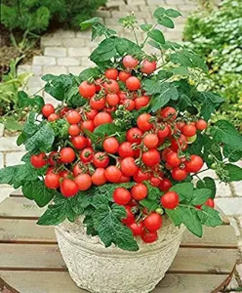 50 Seeds Mohamed Micro Dwarf Tomato Juicy Vegetable Fresh Usa Seller - $10.50