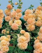 FA Store 25 Apricot Hollyhock Seeds Perennial Flower Seed Flowers - £8.60 GBP