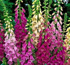 BPA Foxglove Digitalis Excelsior Mix 1,000 Seeds Non-Gmo From US - £6.28 GBP
