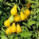 Tomato Seeds, Yellow Pear Tomato Seeds, Heirloom 25 Seeds - £8.39 GBP
