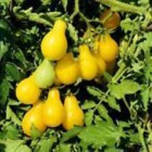 Tomato Seeds, Yellow Pear Tomato Seeds, Heirloom 25 Seeds - £8.22 GBP