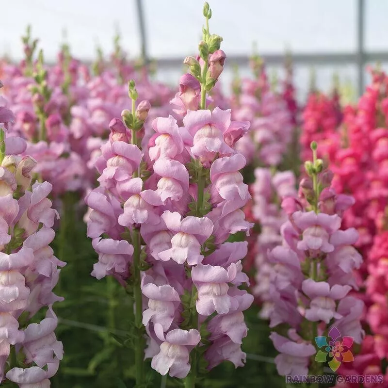 SKMO Maryland Lavender Snapdragon Heirloom 1000 Seeds Bulk Indoor Gardening  - £8.49 GBP