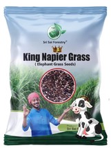 Napier Grass Seeb, Elephant Grass, Pennisetum purpureum,King Napier 100 gram++ - £35.52 GBP