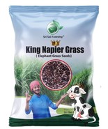 Napier Grass Seeb, Elephant Grass, Pennisetum purpureum,King Napier 100 ... - £34.88 GBP