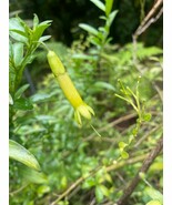 Vestia Lycioides Chilean Honeysuckle 10 Seeds New Fresh US Shipping - $624.70 MXN