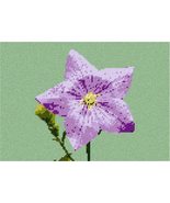 Pepita Needlepoint Canvas: Single Bellflower, 10&quot; x 7&quot; - $50.00+