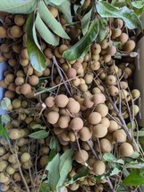 20 Longan Seeds Dragon Eye Fruit Sweet Delicious Gardening USA SHIPPING - £15.01 GBP