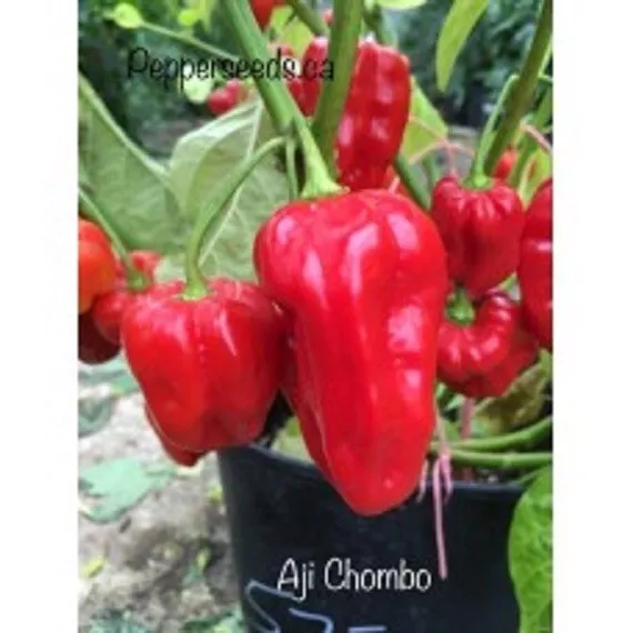 25 Seeeds Aji Chombo Pepper Seeds Fast US Shipping - $9.50