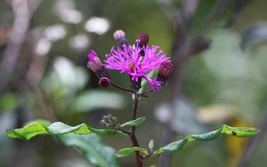 SHIPPED FROM US 200 Missouri Ironweed Monarch Flower Native Purple Seeds, SB01 - £15.83 GBP