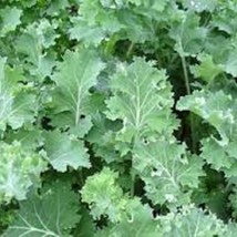 Siberian Dwarf Kale - Organic, Heirloom Seeds - Very Versatile Does Well... - $8.98