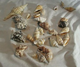 Lot Of 30 Different Size Mixed Calico Scallop Conch Nautical Seashells-B - £16.05 GBP