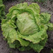 5 PCS Hongkong Ice Berg Lettuce Seeds Item image 2