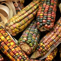 KKG Earth Tones Ornamental Corn Seeds Pastel Rainbow Glass Gem Popcorn S... - $7.89