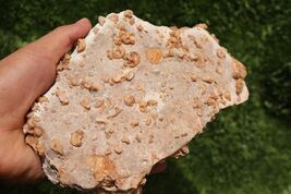 Douvilleiceras Ammonite Gastropods Fossil Plate Cretaceous Marine Fossils  - $32.67