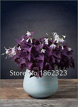 200 Seeds Oxalis Wood Sorrel Flower Oxalis Purple Shamrock Clover Real Flower Bo - $10.27