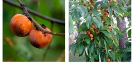 1&#39; Ft Sapling Seedling 2 Live Plants American Persimmon Tree Diospyros Fruit - £57.36 GBP