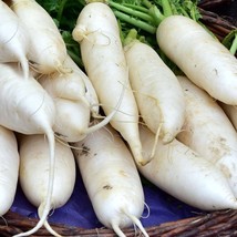 Vegetable Seeds Lunar White Carrot 500 Seeds Vegetable Fast Ship Fresh USA SELLE - £13.54 GBP