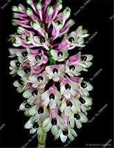 100  pcs/Bag Multi Color Dendrobium Orchids Bonsai Tree Very Easy Grow Home &amp; Ga - £6.38 GBP