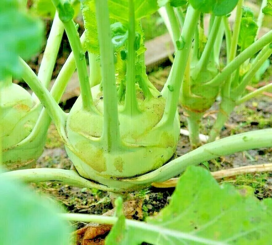 1000 Cabbage Kohlrabi Seeds Spring Microgreens Vegetable Non-Gmo Salads ... - £3.71 GBP