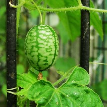 20 Mouse Melon Seeds Organic Mexican Sour Gherkin Cucumber Sandita Cucamelon Pat - £11.54 GBP