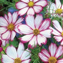100 SEEDS OF COSMOS CANDY STRIPED PINK WHITE PETALS 35 GREAT CUT FLOWERS... - $8.98