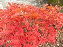 Best 15 Shigitatsu Sawa Japanese Maple Seeds Acer Palmatum &quot;Shigitatsu Sawa&quot; - £8.57 GBP