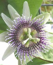 New Fresh Seeds Passiflora Ligularis Sweet Granadilla Grenadia 5 Seeds - $21.90