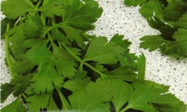 Parsley Seeds Gigante Di Napoli Herb 500 Seeds Fresh Seeds USA - $15.98