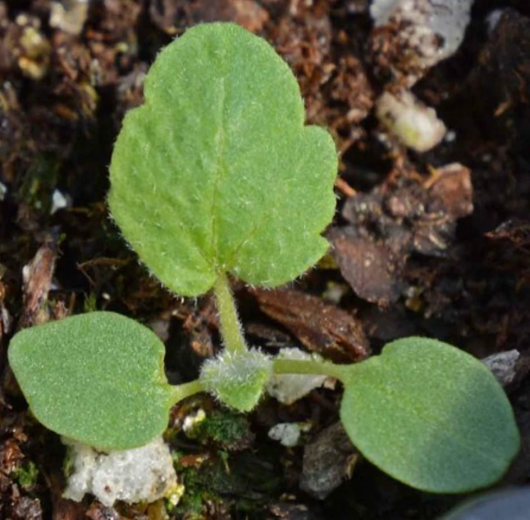 Desert Globemallow  ( Sphaeralcea ambigu ) Flower Seeds - $8.34