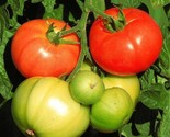 100 Marglobe Supreme Tomato Seeds Heirloom Fast Shipping - $8.99