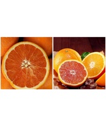 Dwarf Cara Cara Red Navel Orange Tree - 26-30&quot; Tall Live Citrus Plant - ... - £103.92 GBP