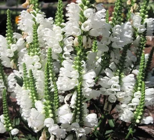 White Obedient Plant False Dragonhead Wildflower 400Ct Fresh Seeds - £12.33 GBP