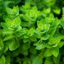 Common Oregano Seeds  Heirloom - Non-GMO  Herb Seeds  FRESH - £10.34 GBP