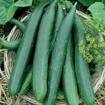 50 Cucumber Seeds Metki Dark Green Armenian USA Fast Shipping - £10.76 GBP