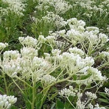 50 Great Indian Plantain Cacalia Muhlenbergii White Flower Seeds Fresh G... - $233.99 MXN