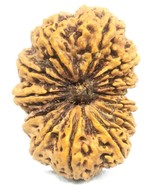 Rare Super Collector Size 13 Mukhi Rudraksha - 40.45 mm - Nepal - IGL Ce... - €944,17 EUR