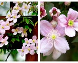 50 Seeds Clematis Montana Rubens Flowering Vine Fragrant Light Pink Garden - $34.93