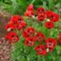 Poppy LADY BIRD Crimson Red Black Lady Bug Poppies Butterflies Non-GMO 500 Seeds - £10.30 GBP
