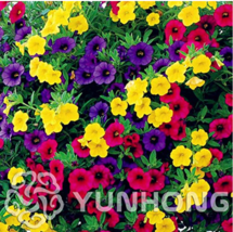 New Fresh Mini Calibrchoa Million Bells Annual Flower Bonsai Vary Colors... - $6.09