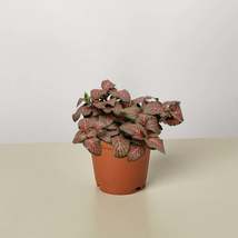 Fittonia 'Red' - $13.99+