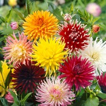 New Fresh Seeds Dahlia Seeds Dahlia Variabilis Cactus Mix Flower Seed 1000 Seeds - $17.98