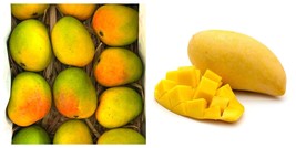 Big Alphonso Mango Live fruit tropical tree manglifera seedling - $111.99