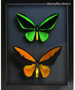 Golden Emerald Birdwing Real Butterflies Ornithoptera Croesus Priamus En... - $392.56 CAD