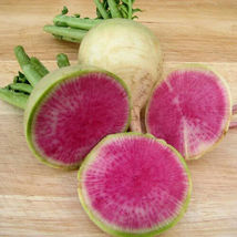 100+ Seeds Watermelon Radish Chinese red meat Radish Beauty Heart Heirloom - £9.39 GBP