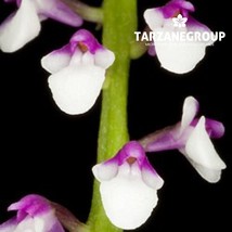 SCHOENORCHIS GEMMATA SMALL ORCHID MOUNTED - $33.00