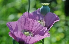 Dwarf Sweet Pea Bijou Mix Seeds  Annual Flower Seeds In Bulk FRESH - £9.38 GBP