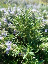 Rosemary Salvia Rosmarinus 200 Seeds Fragrant Evergreen Herb Native Fresh Garden - £10.80 GBP